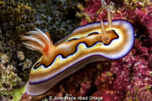 Goniobranchus coi by Jose Maria Abad Ortega 